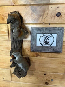 Beautiful Adorable Red Squirrel Small Animal Taxidermy Wall Mount