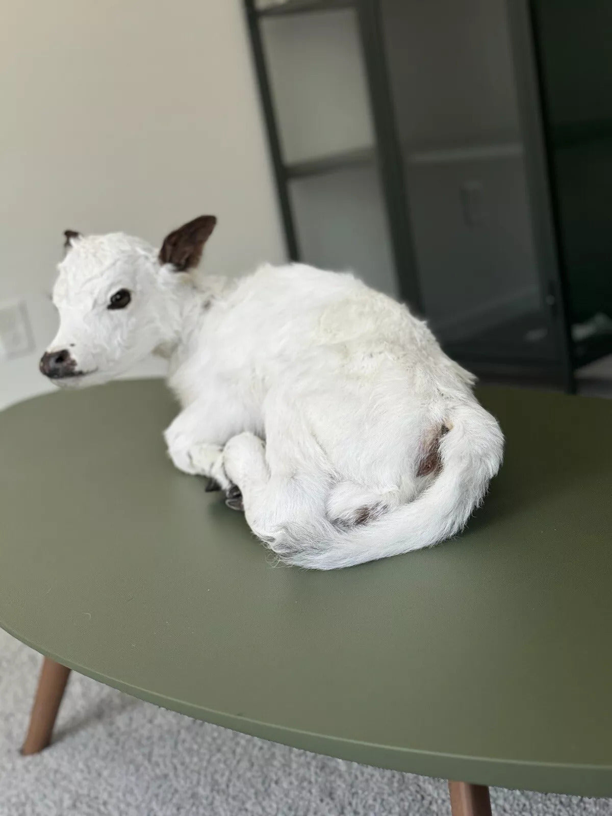 Baby Calf Taxidermy Mount