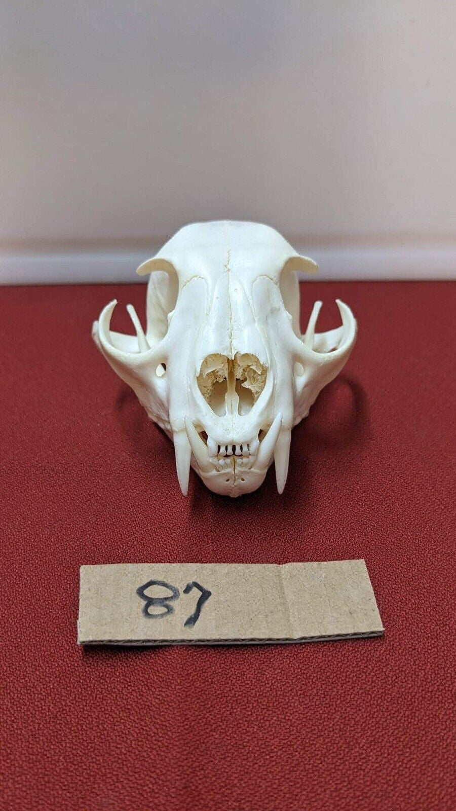 Real XL Alaskan Lynx Skull Animal Mounts Christmas Gifts Man Cave Decor Craft