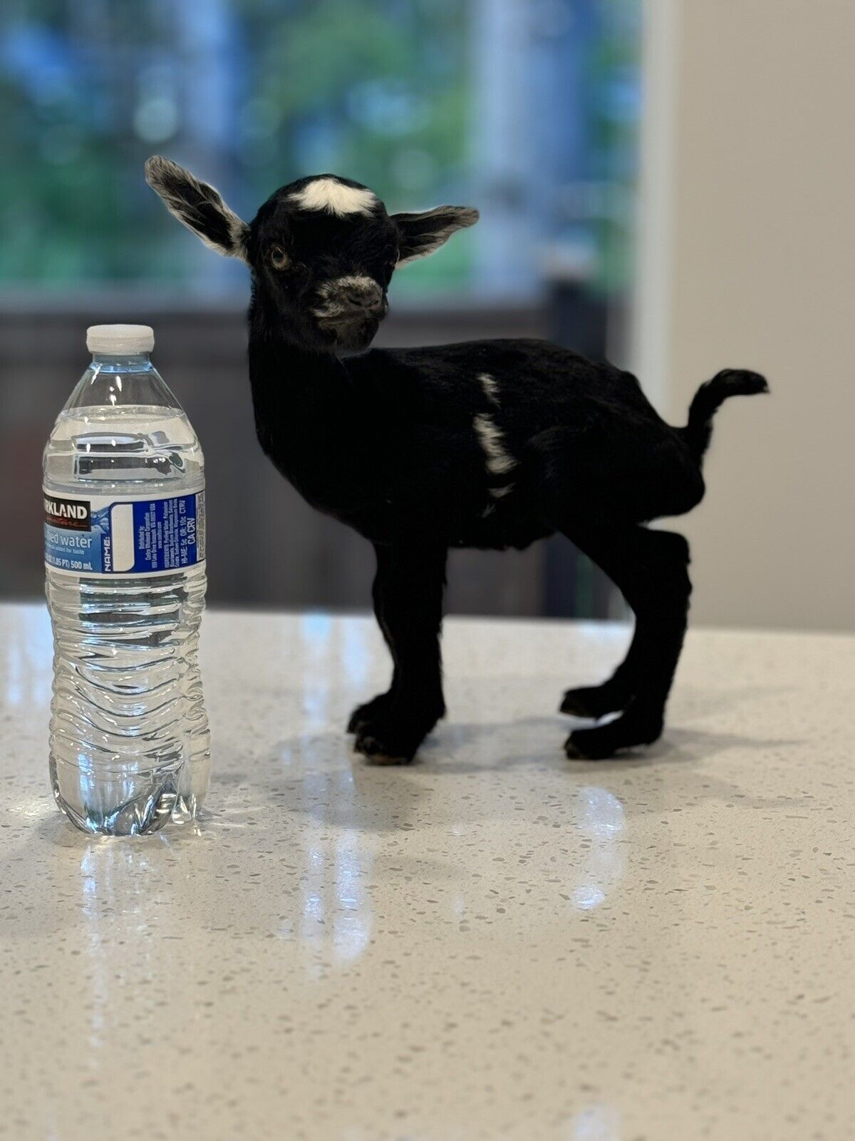 Super Tiny Baby Goat Taxidermy Mount