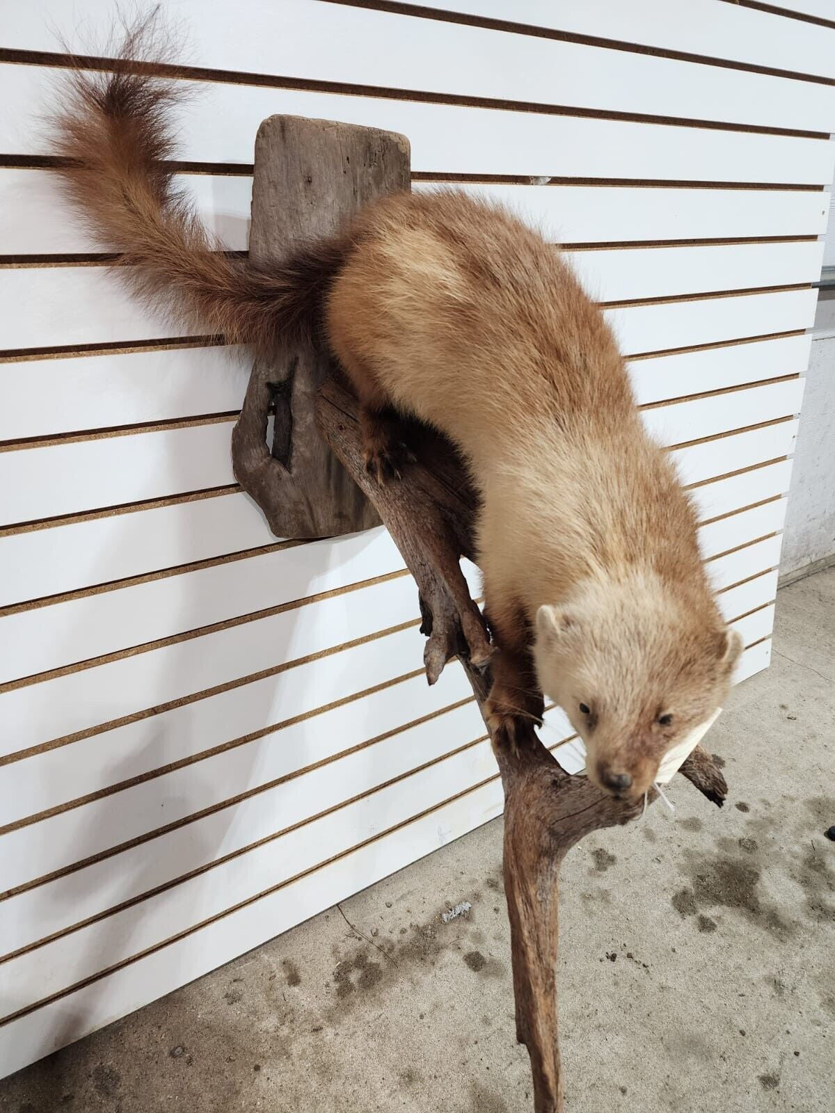 Rare Long Fur Fisher Taxidermy Mount