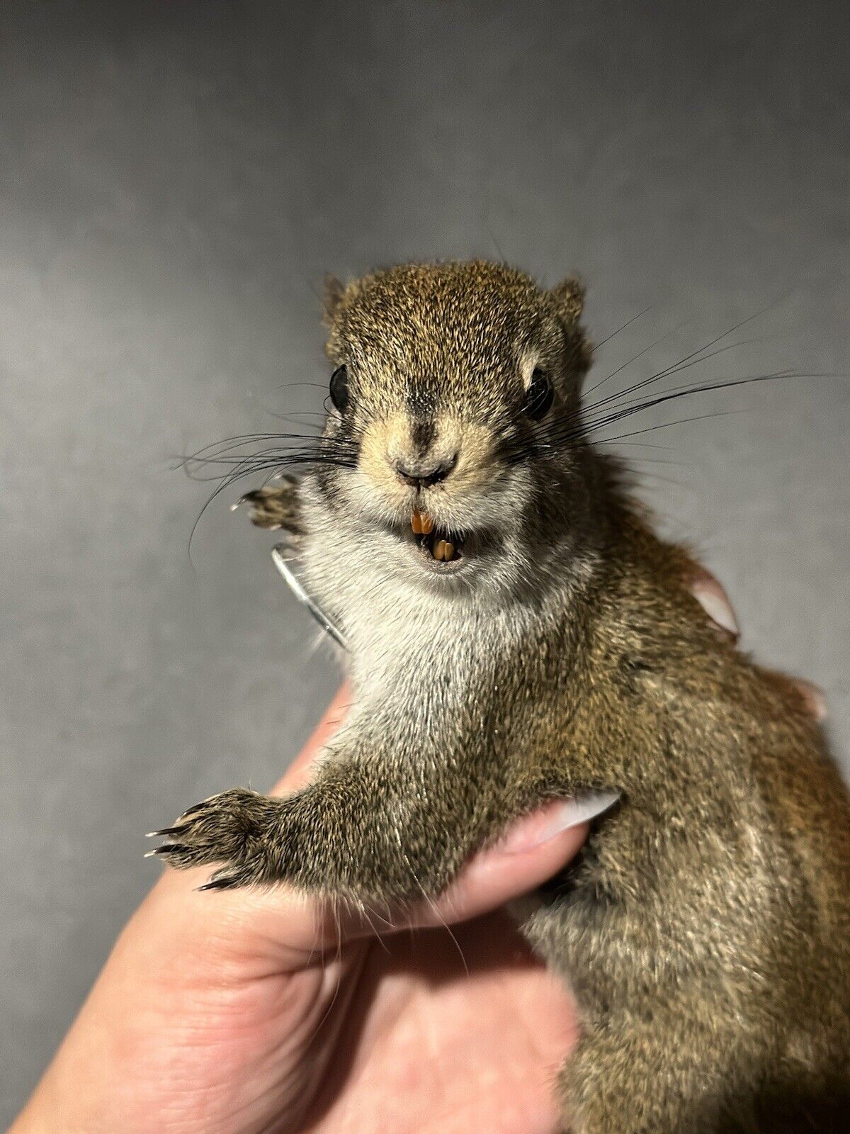 Beautiful Adorable Red Squirrel Small Animal Taxidermy Mount Art Wildlife 28S