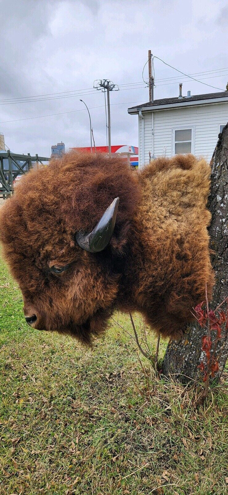 Massive Real Bull Buffalo / Bison Shoulder Taxidermy Mount