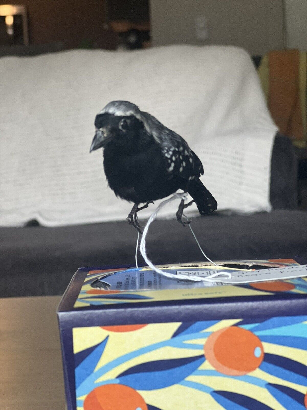 grey-headed nigrita (Nigrita canicapillus) Bird Taxidermy Mount