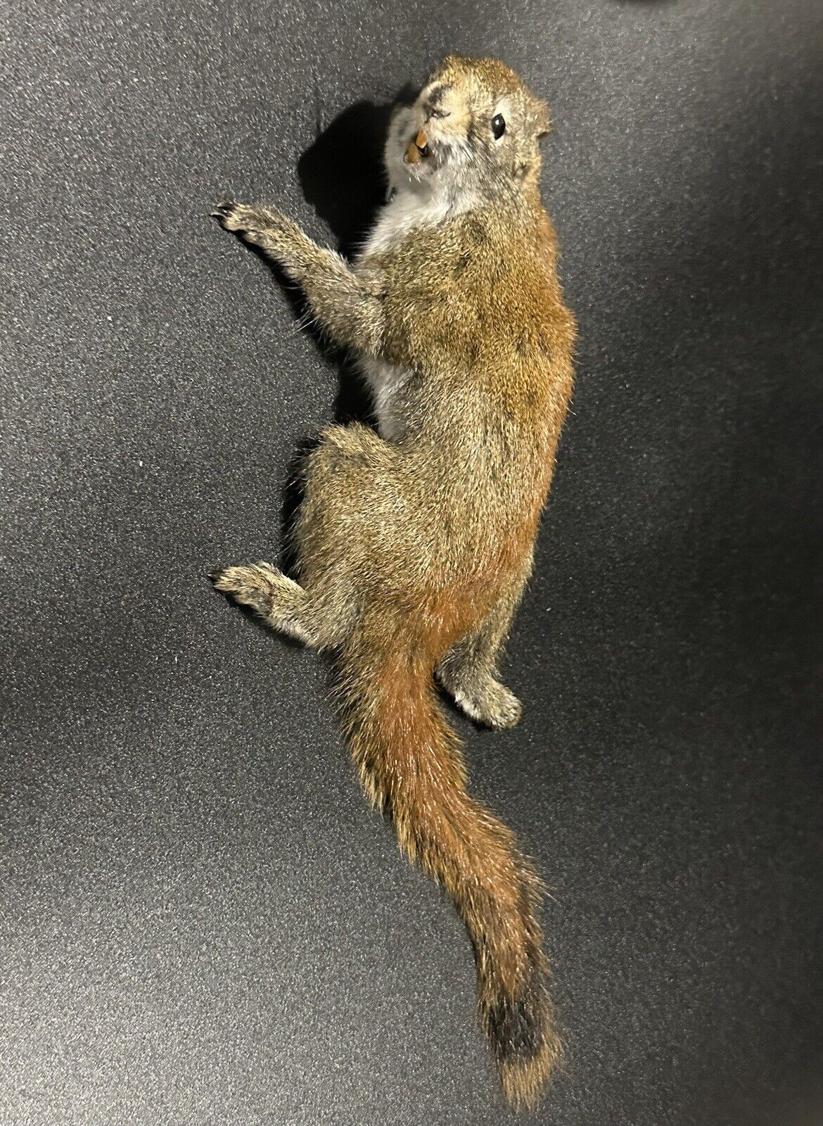 Beautiful Adorable Red Squirrel Small Animal Taxidermy Mount Art Wildlife 35S