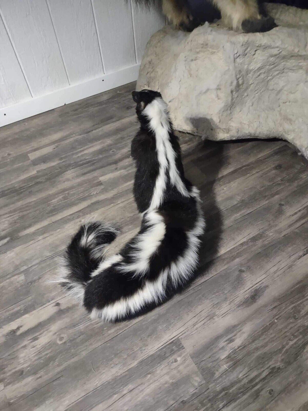 Skunk Taxidermy Mounts Full Body Mount