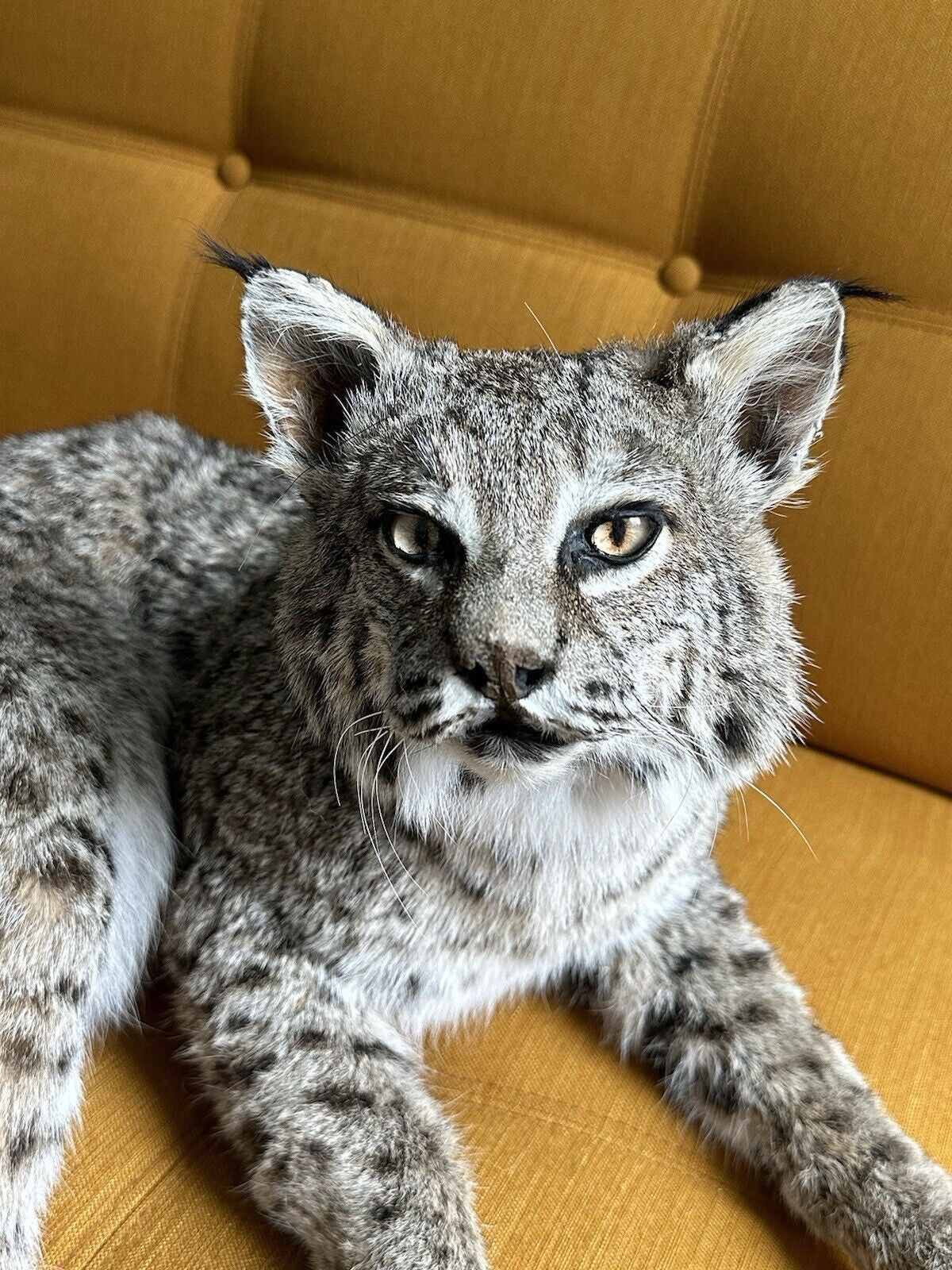 BOBCAT TAXIDERMY Full Body Mount (Lynx rufus)