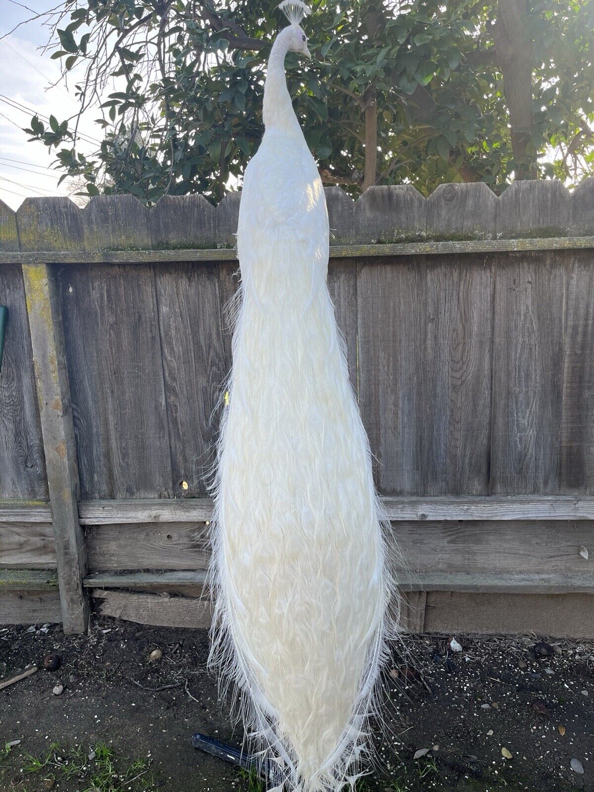Museum Quality White PEACOCK Taxidermy Mount - Sku JOE232