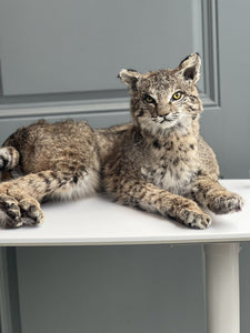 BOBCAT TAXIDERMY , Collectible,Log Cabin Decor,Outdoors,Hunting