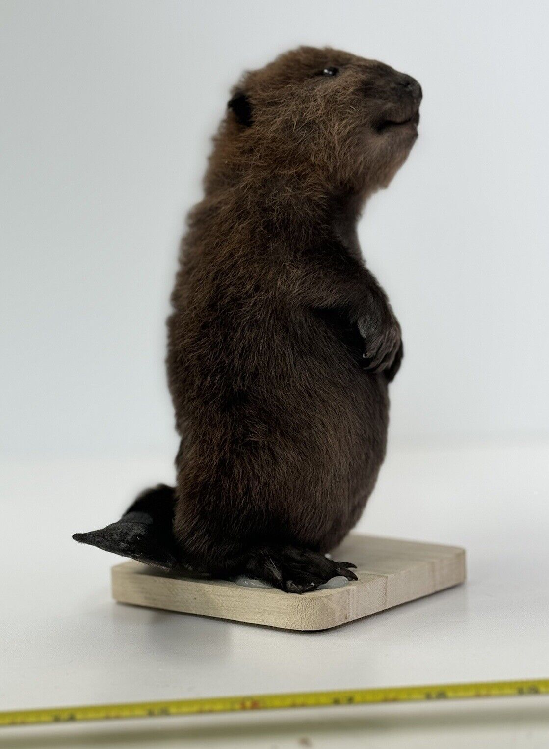 Beautiful Adorable Baby Beaver Kit Taxidermy Mount Art Wildlife #6