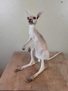 Baby Kangaroo Taxidermy Mount