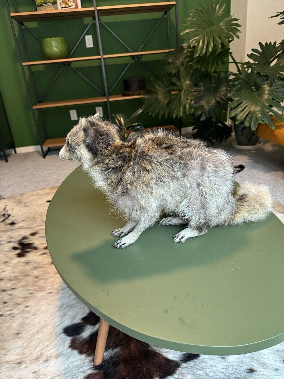 Cute Blonde Raccoon Taxidermy Mount