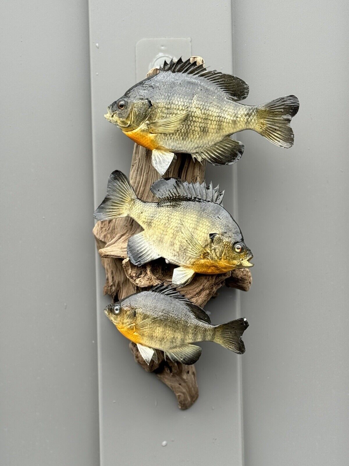 Real Skin Beautiful Sunfish Fish Taxidermy Wall Mount