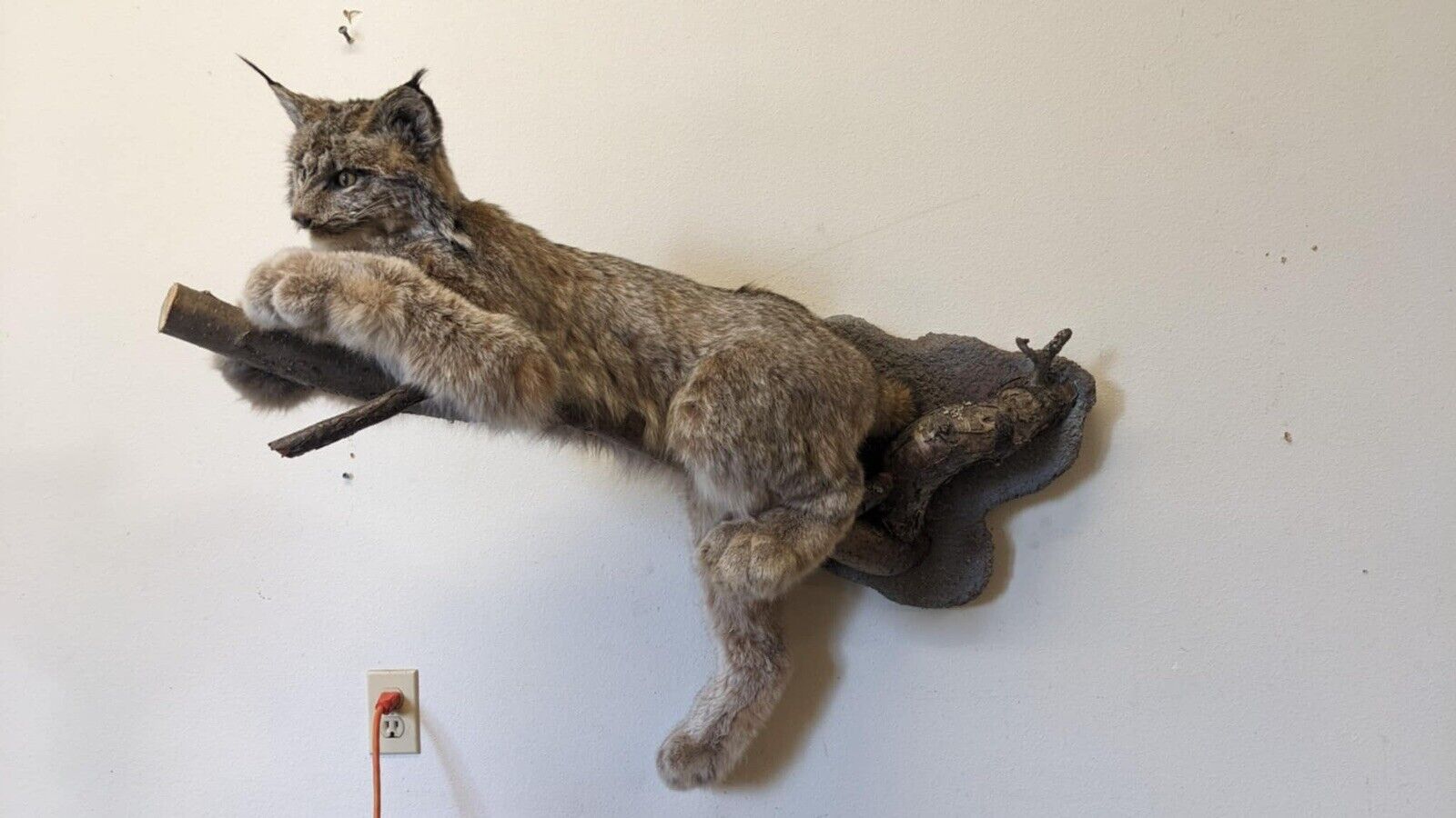 Alaskan Lynx Taxidermy Full Body Mount Prime Fur