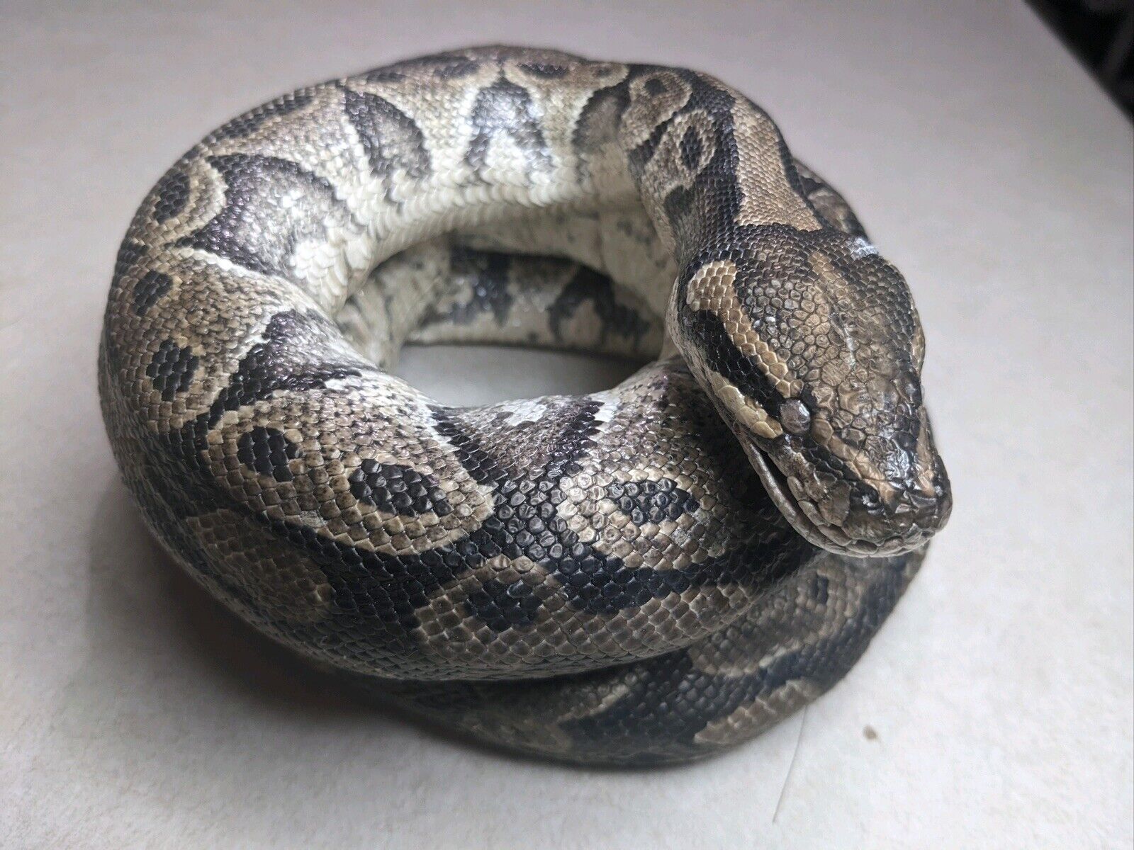 Real Massive Ball Dinker Python Taxidermy Mount