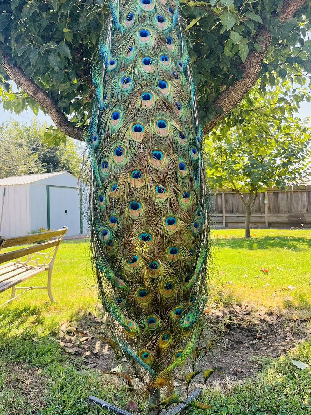 India Blue PEACOCK Taxidermy Mount museum quality