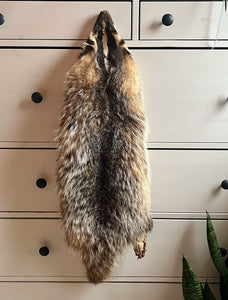 tanned fluffy badger pelt taxidermy vintage fur feet claws skin