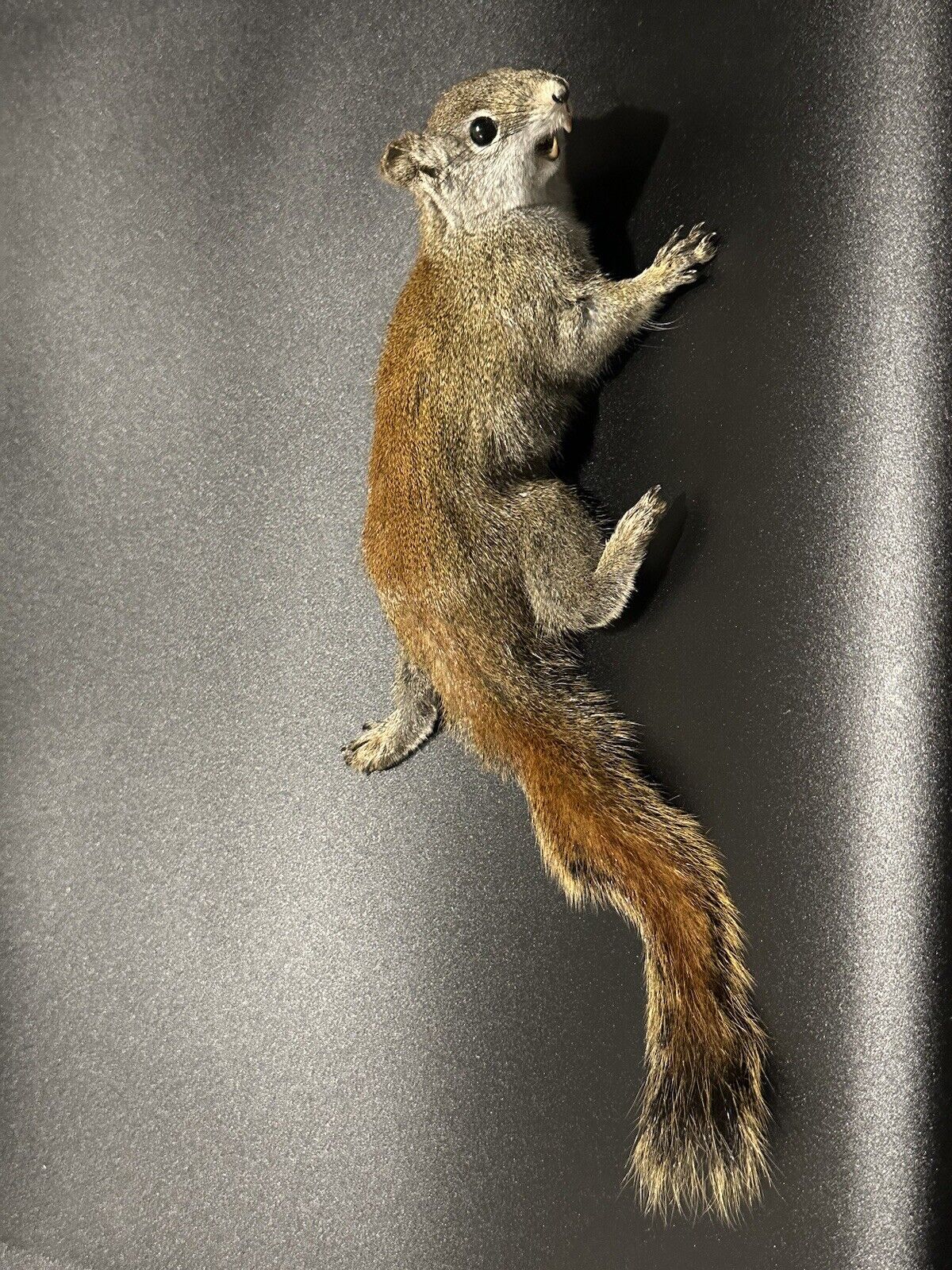 Beautiful Adorable Red Squirrel Small Animal Taxidermy Mount Art Wildlife 32S