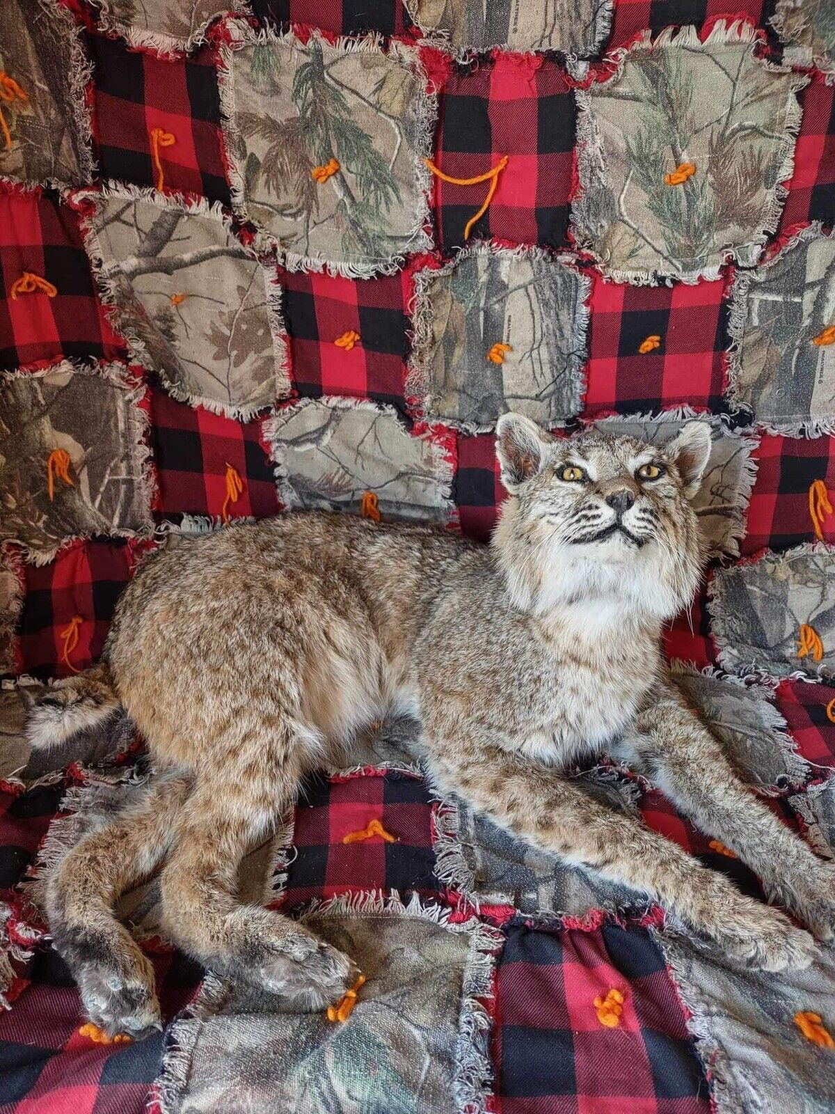 BOBCAT TAXIDERMY , Collectible,Log Cabin Decor,Outdoors,Hunting