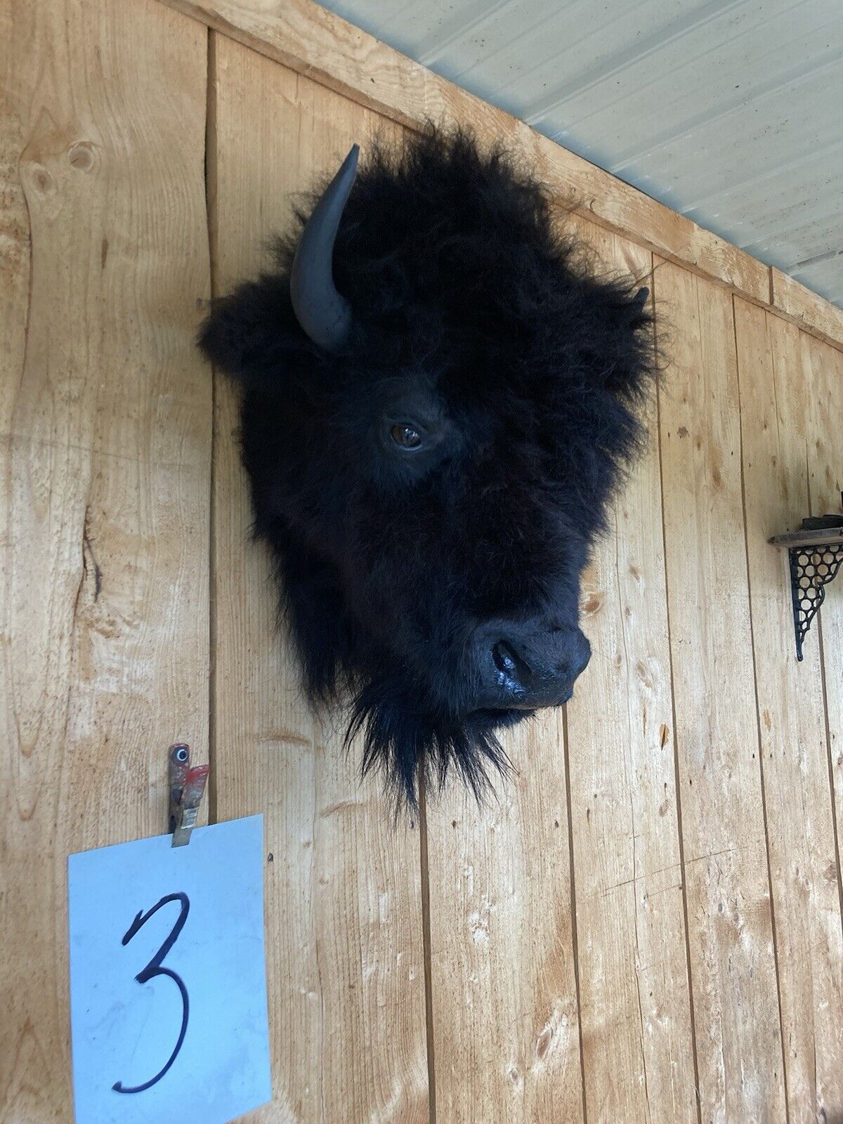 Mark Buffalo / Bison Head Taxidermy Mount New Neck Mount