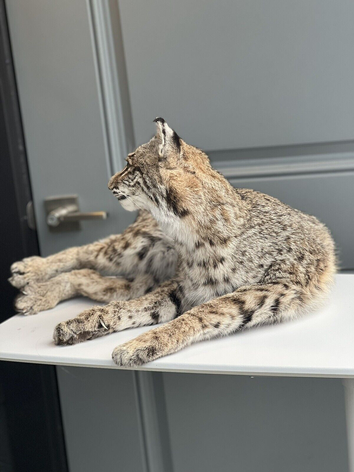 BOBCAT TAXIDERMY , Collectible,Log Cabin Decor,Outdoors,Hunting