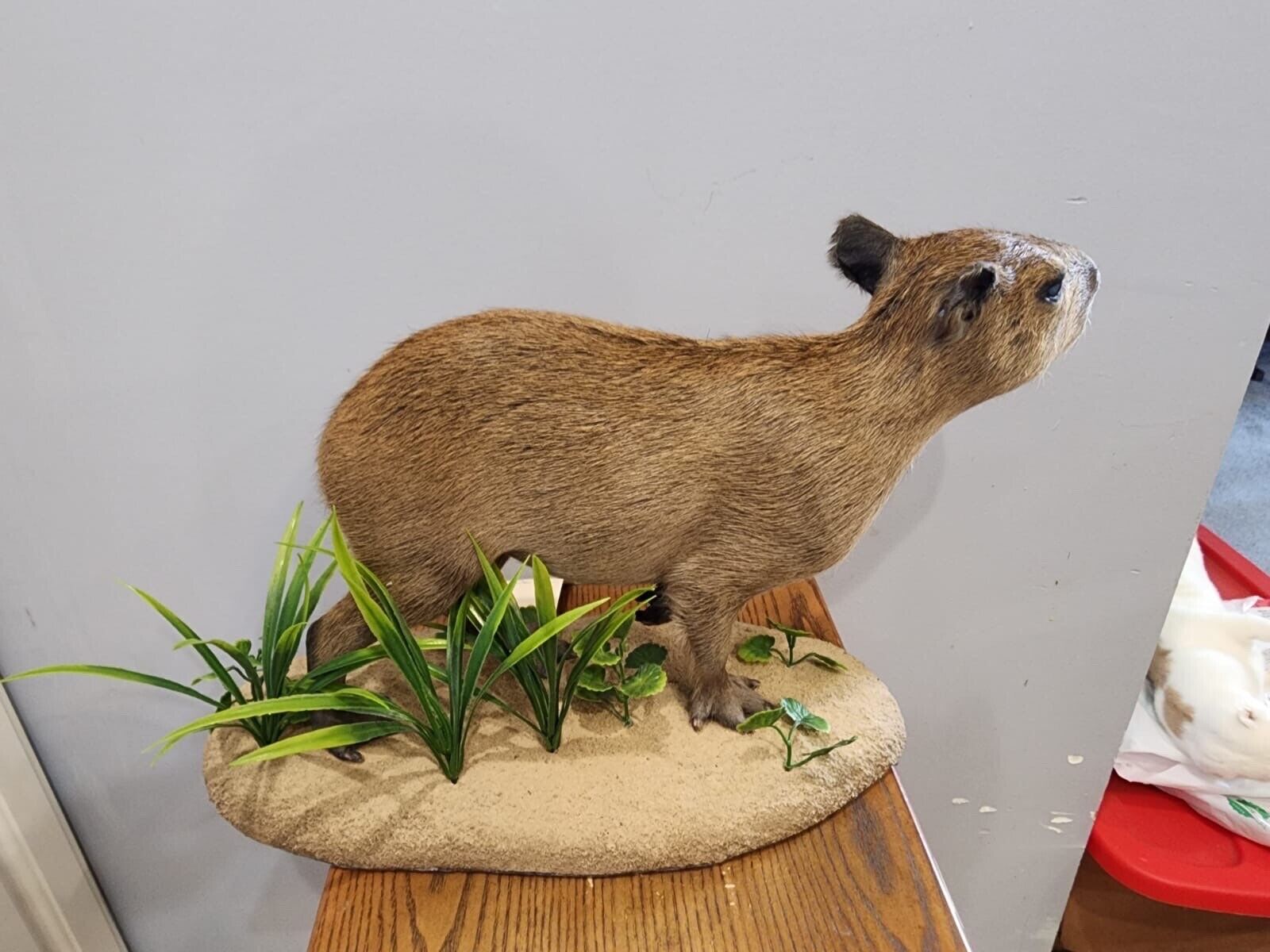 Capybara  Full Body Mount  Taxidermy