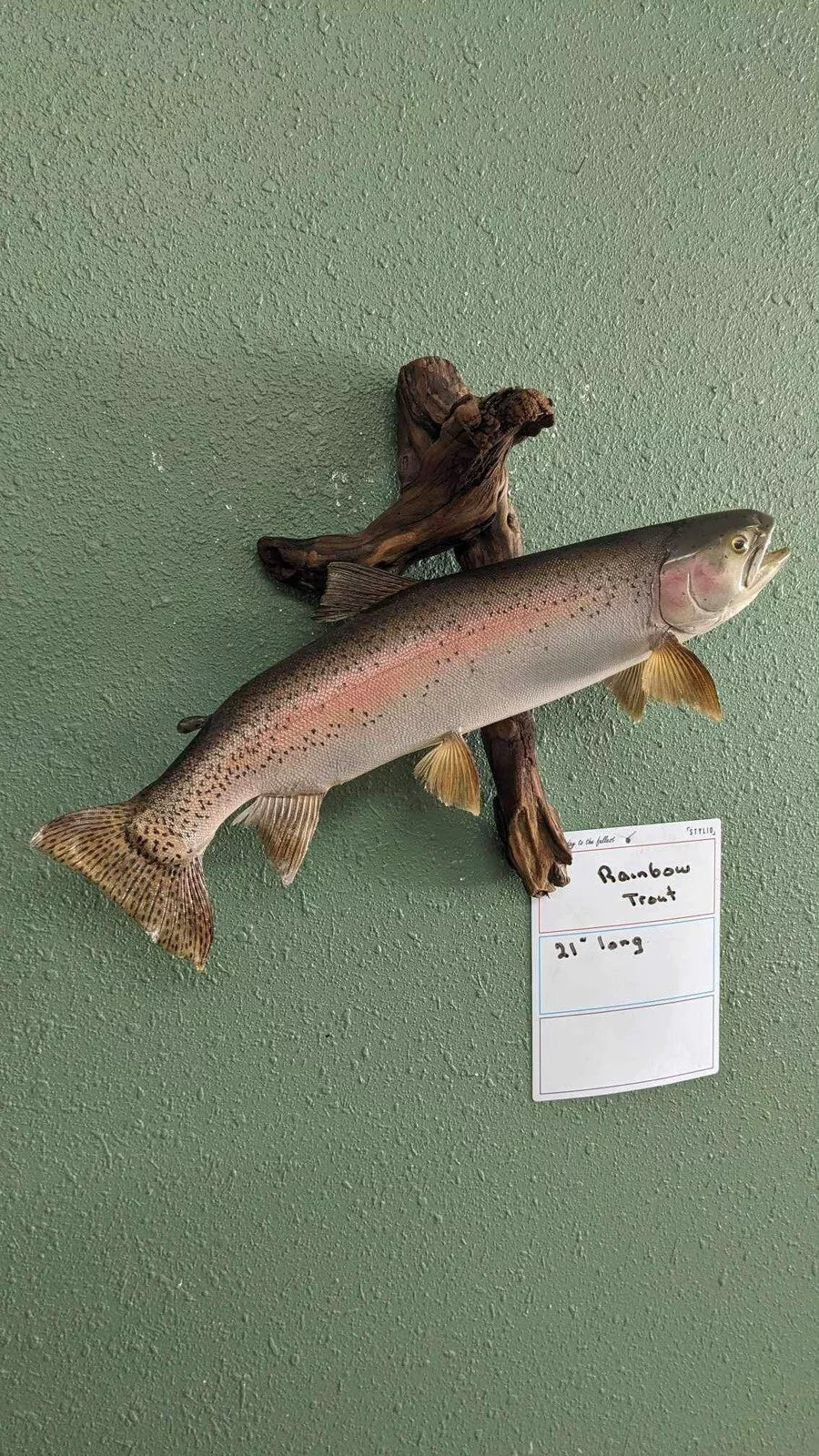 Beautiful Real Skin Wild Rainbow Trout 21”