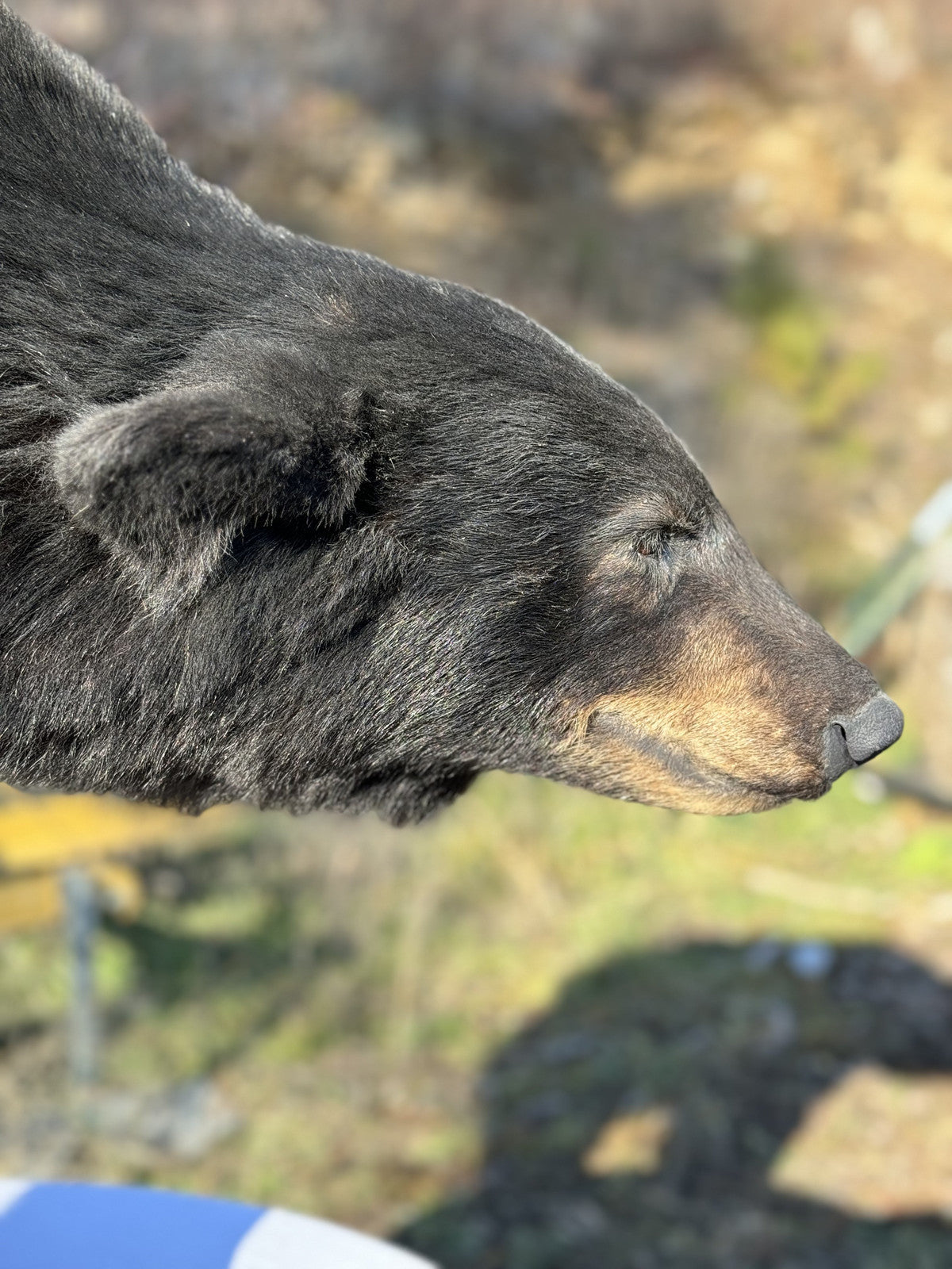 Black bear full body mount new