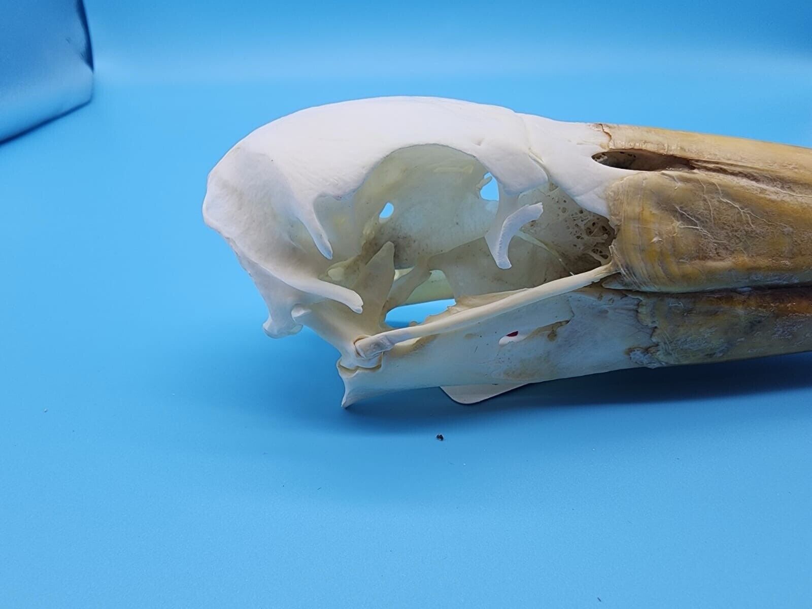 Real Yellow-billed stork Bird Skull Taxidermy Sk6