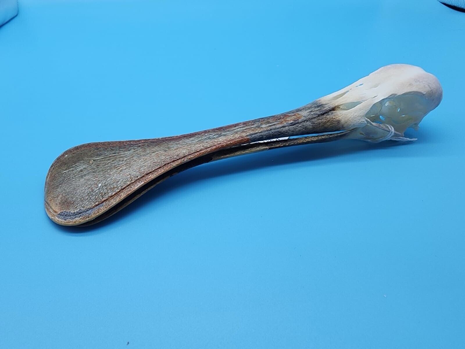 Real African spoonbill Bird Skull Taxidermy Sk5