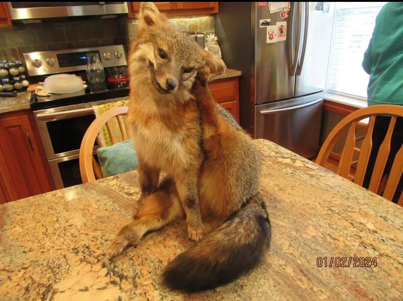 Grey Fox Taxidermy Full Body Mount Scratching Ear