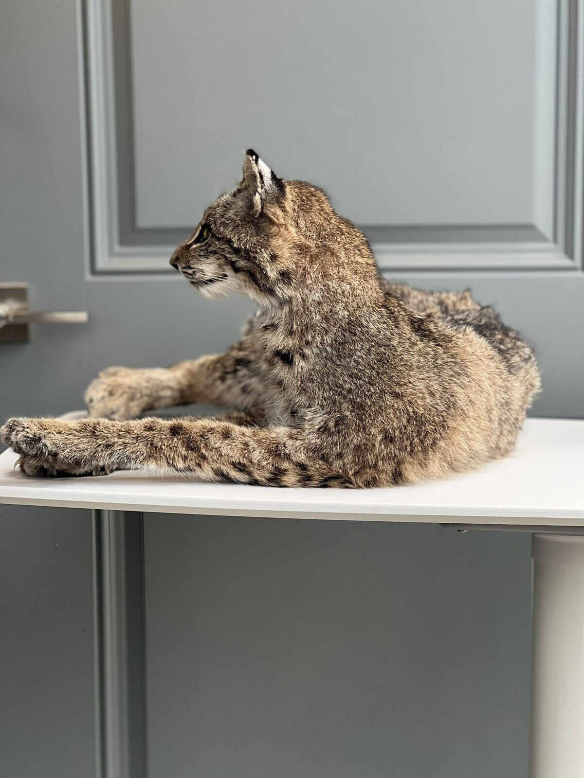 BOBCAT TAXIDERMY , Collectible,Log Cabin Decor,Outdoors,Hunting