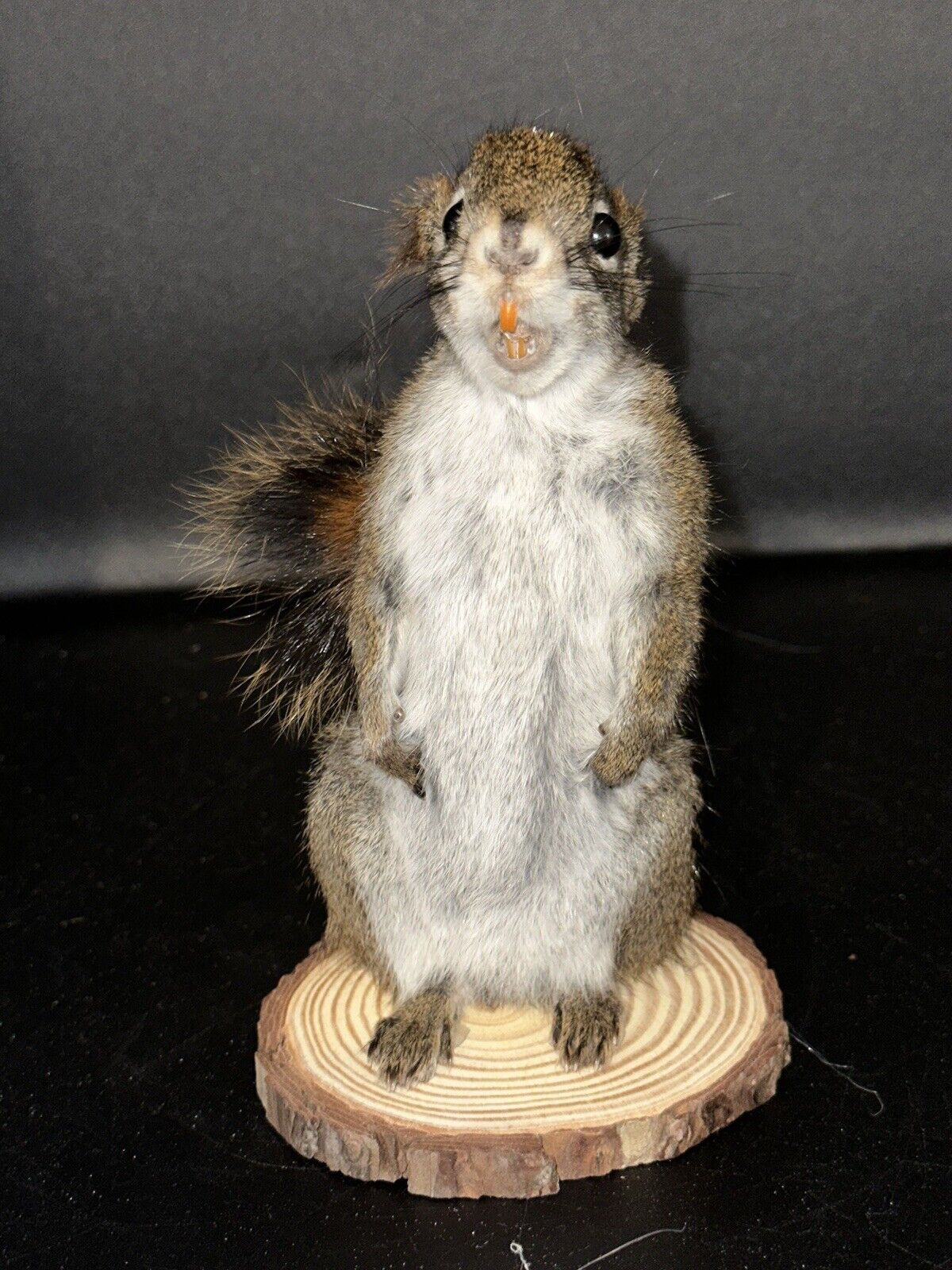 Beautiful Adorable Red Squirrel Small Animal Taxidermy Mount Art Wildlife 22S