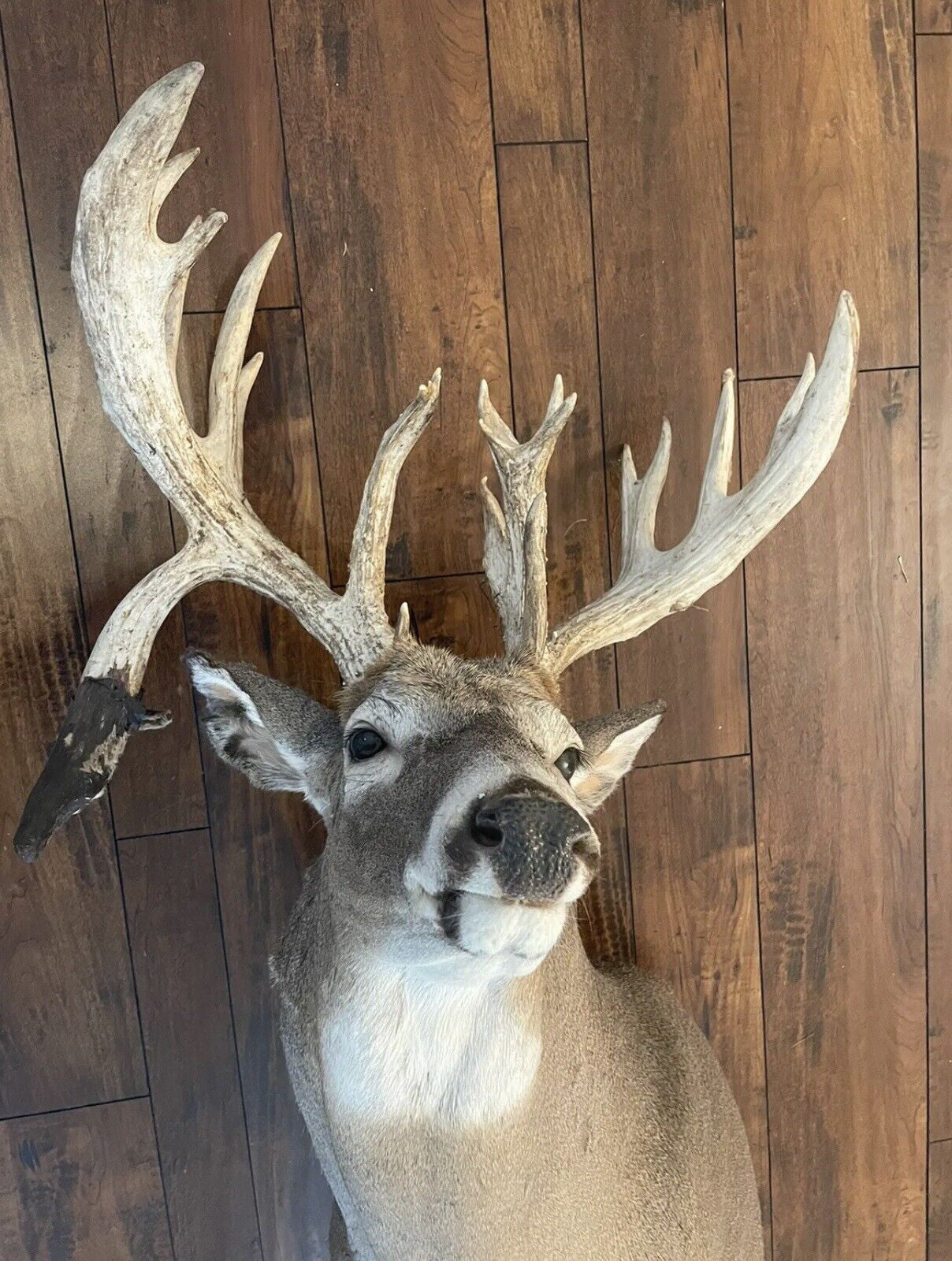 Monster Whitetail Deer Head Mount Taxidermy Antler Log Cabin Decor Hunt Horn