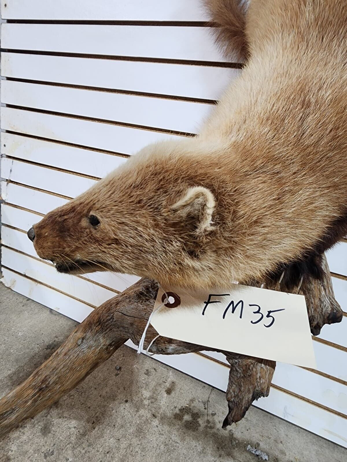 Rare Long Fur Fisher Taxidermy Mount