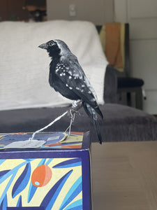 grey-headed nigrita (Nigrita canicapillus) Bird Taxidermy Mount