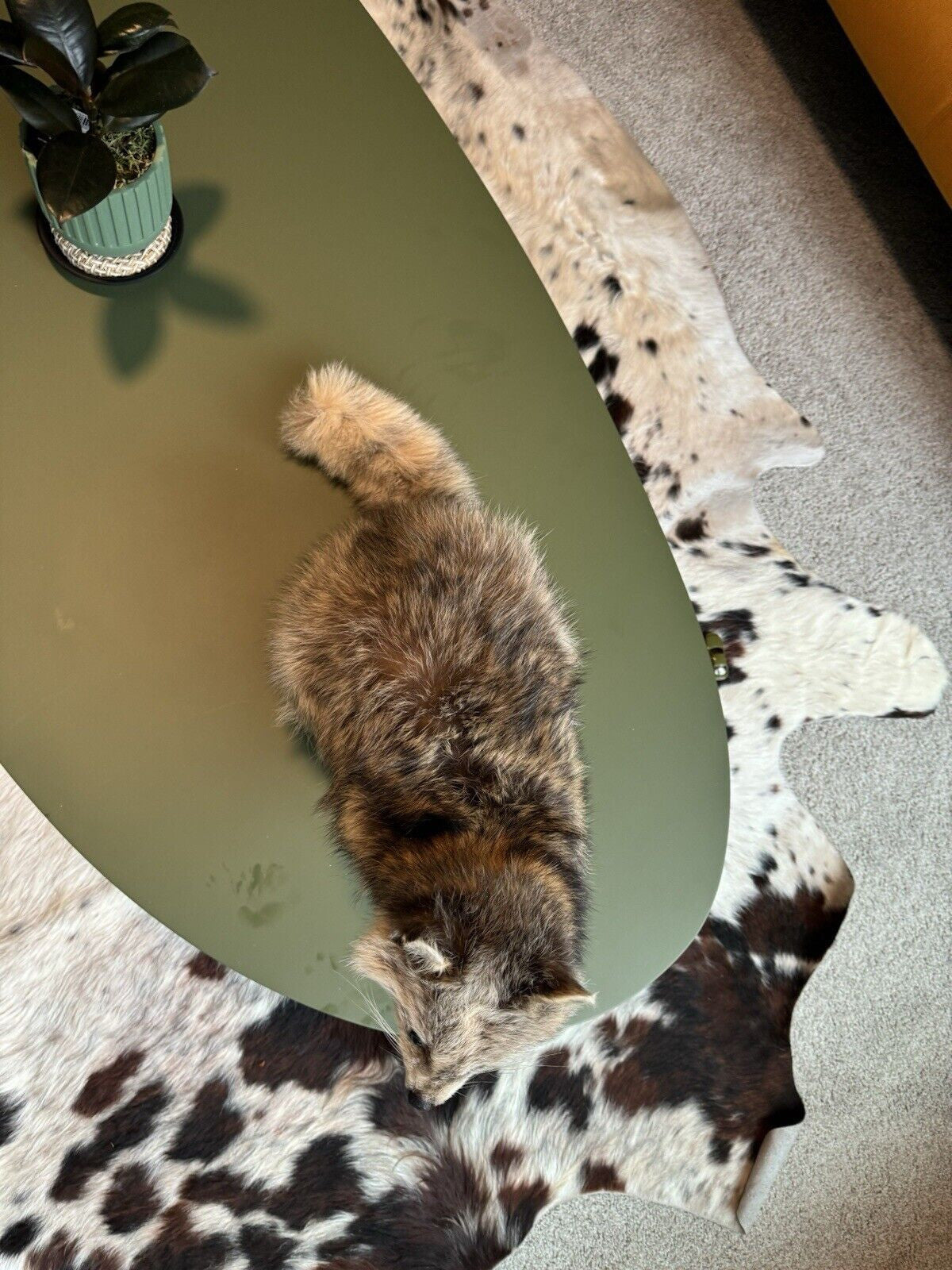 Cute Blonde Raccoon Taxidermy Mount