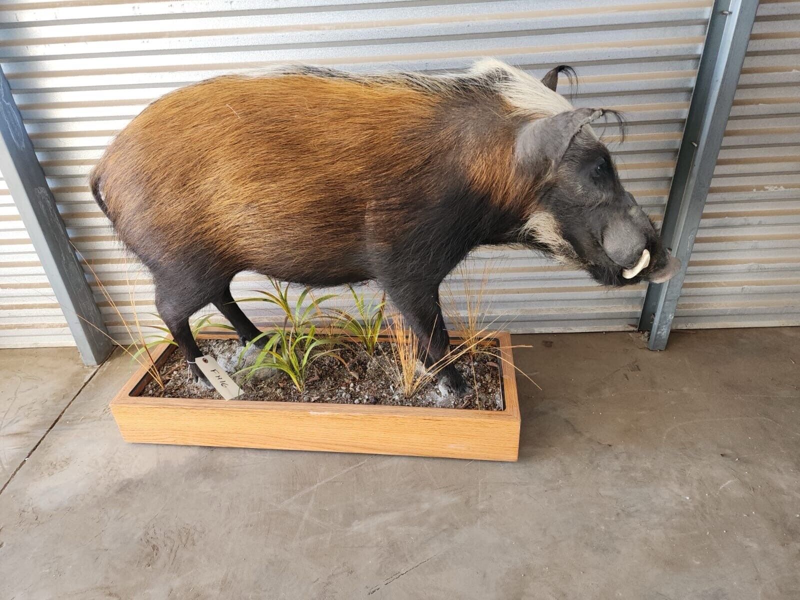 African Bush Pig Full Body Taxidermy Mount