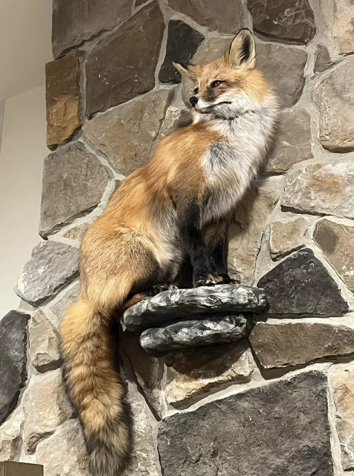 FHWASIM1 - Red Fox Taxidermy Full Body Mount Cabin Camp Man Cave Home Decor NEW!