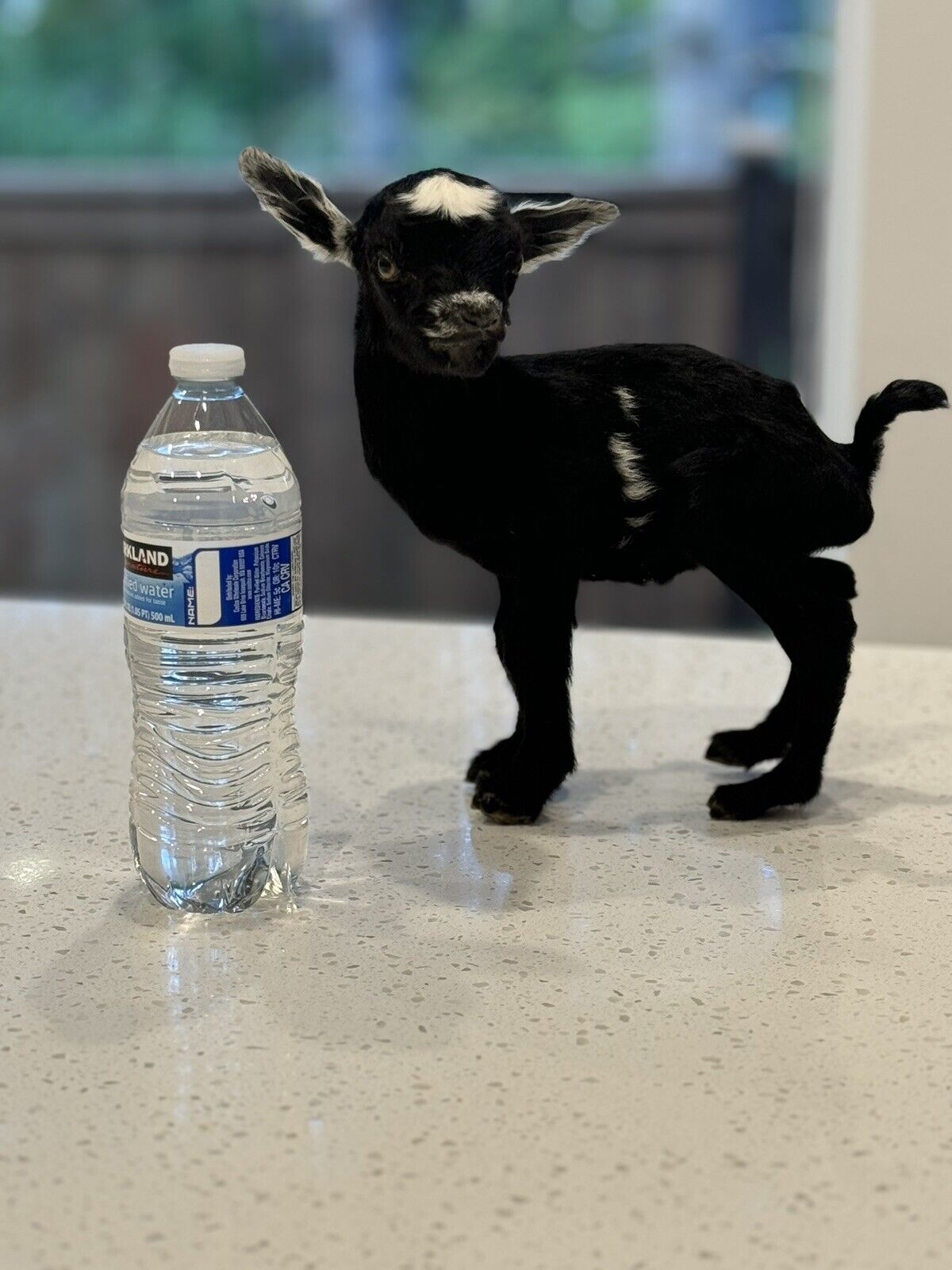 Super Tiny Baby Goat Taxidermy Mount