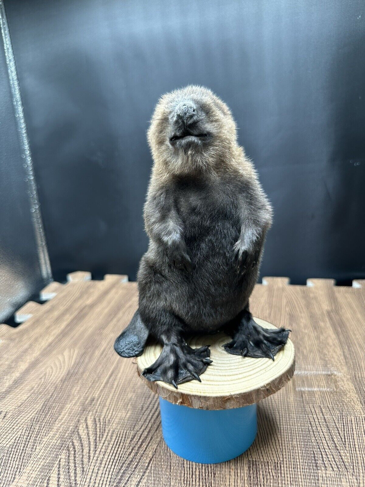 Beautiful Adorable Baby Beaver Kit Taxidermy Mount Art Wildlife 33B