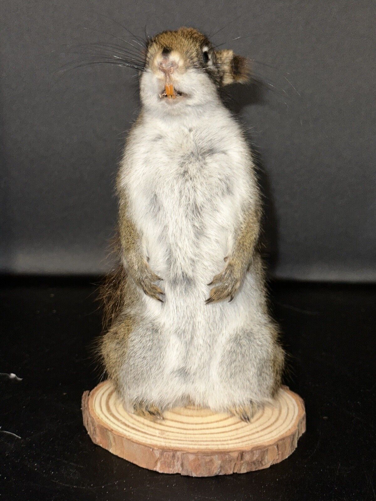 Beautiful Adorable Red Squirrel Small Animal Taxidermy Mount Art Wildlife 23S