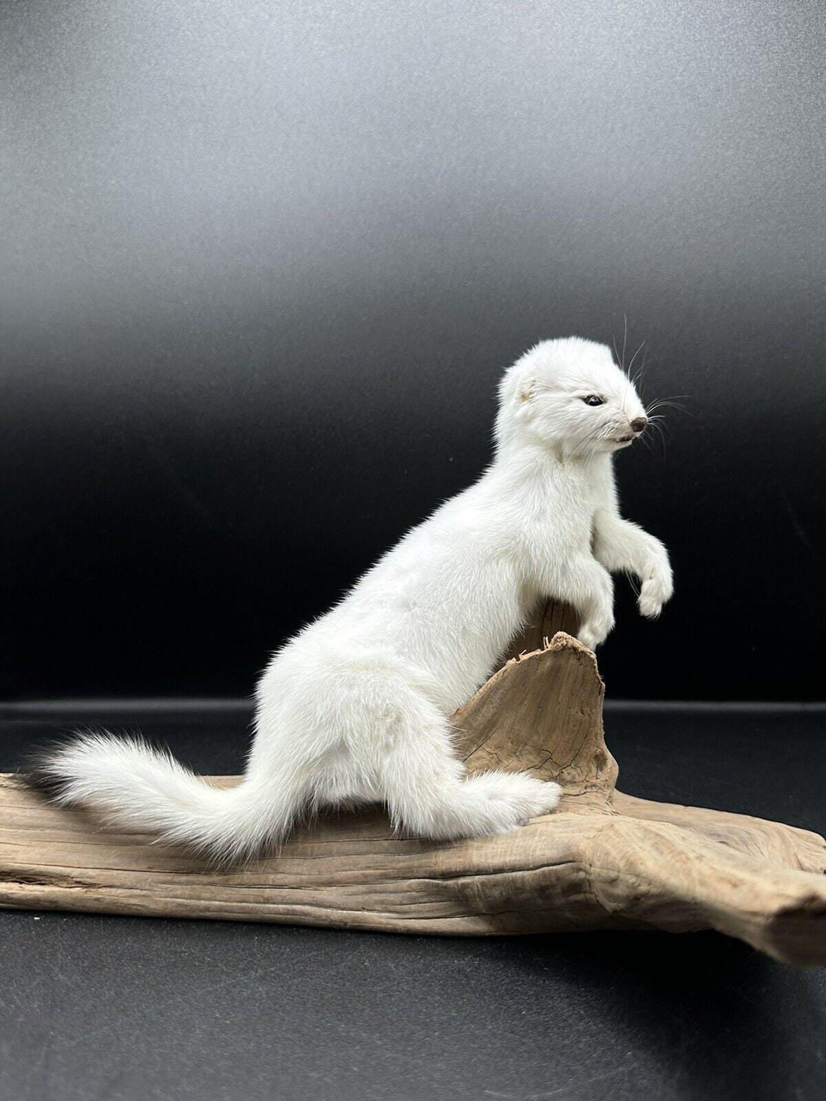 Beautiful Adorable Weasel Ermine Small Animal Taxidermy Mount Art Wildlife 11W