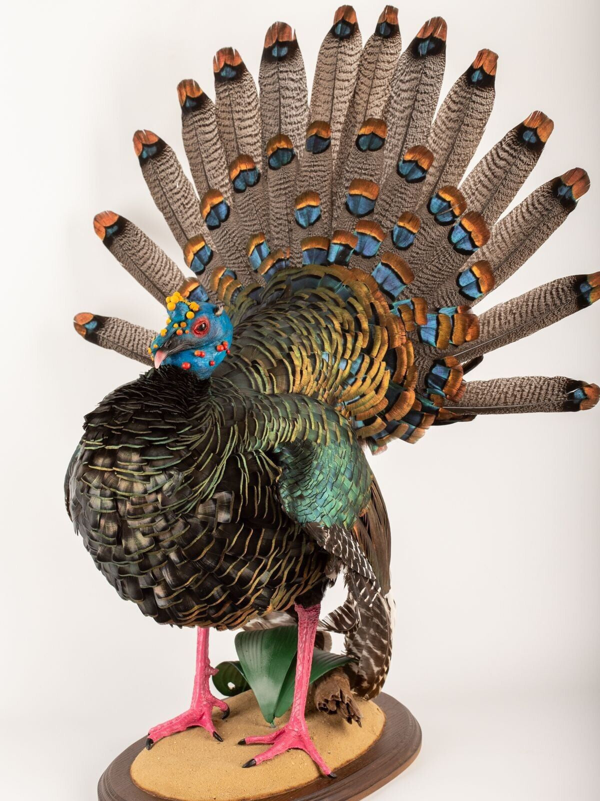 Brand New Oscellated Turkey taxidermy mount Detachable Tail