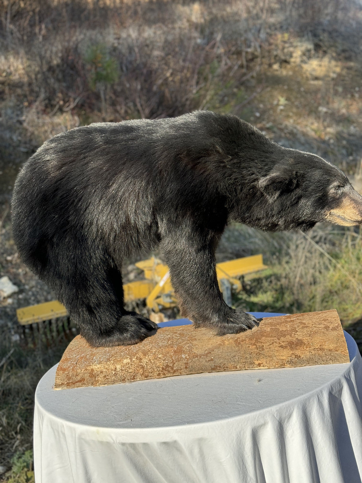 Black bear full body mount new