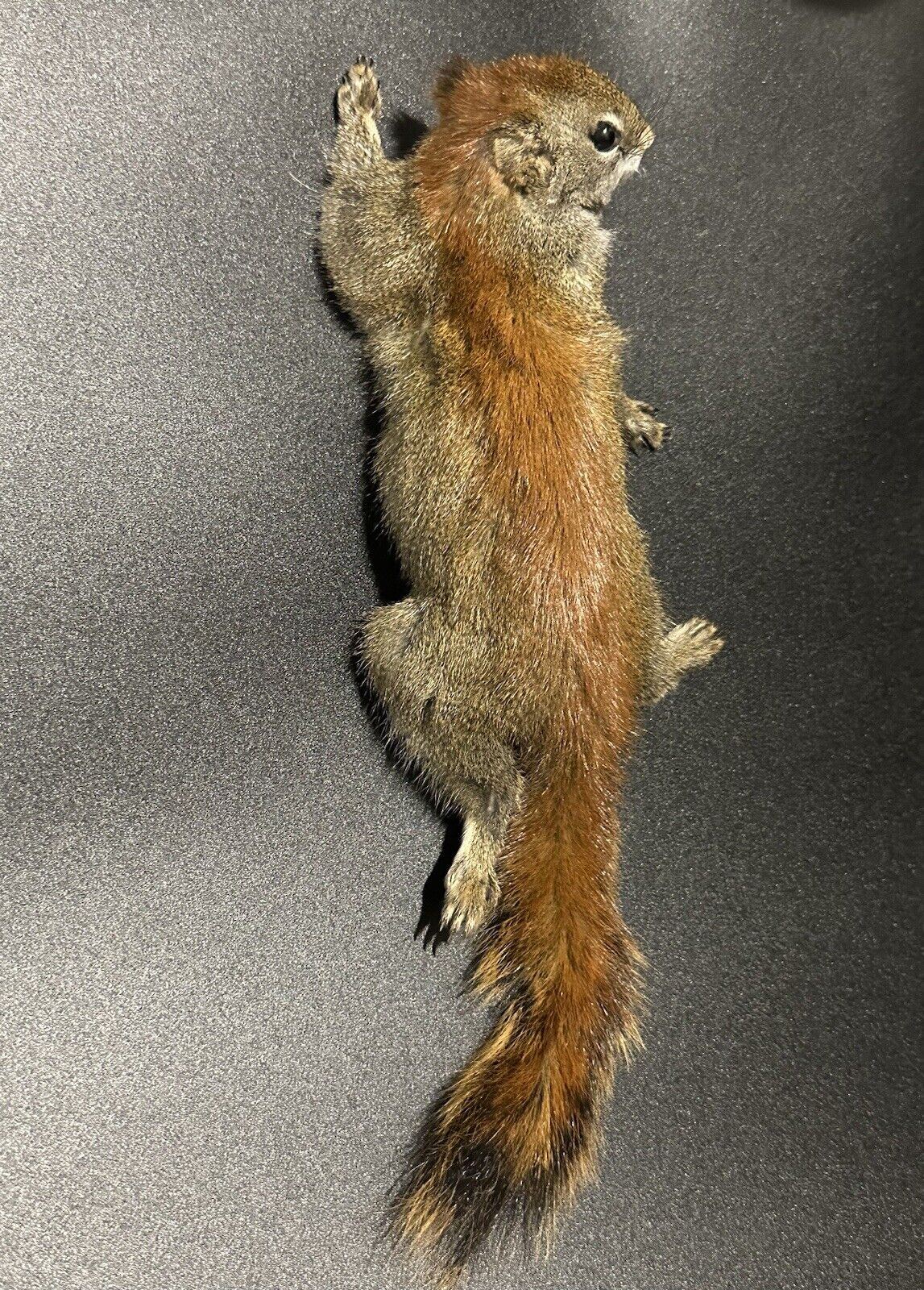 Beautiful Adorable Red Squirrel Small Animal Taxidermy Mount Art Wildlife 29S