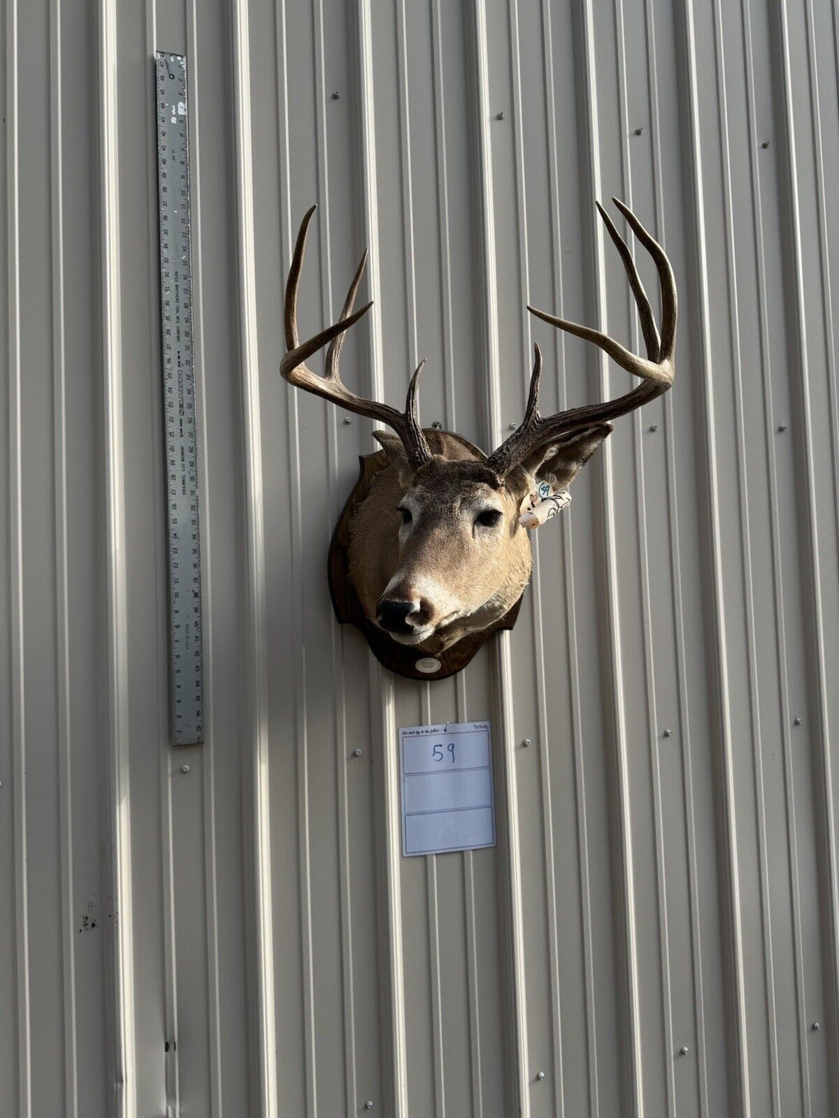 Whitetail Deer Real Antler Deer Taxidermy Mount