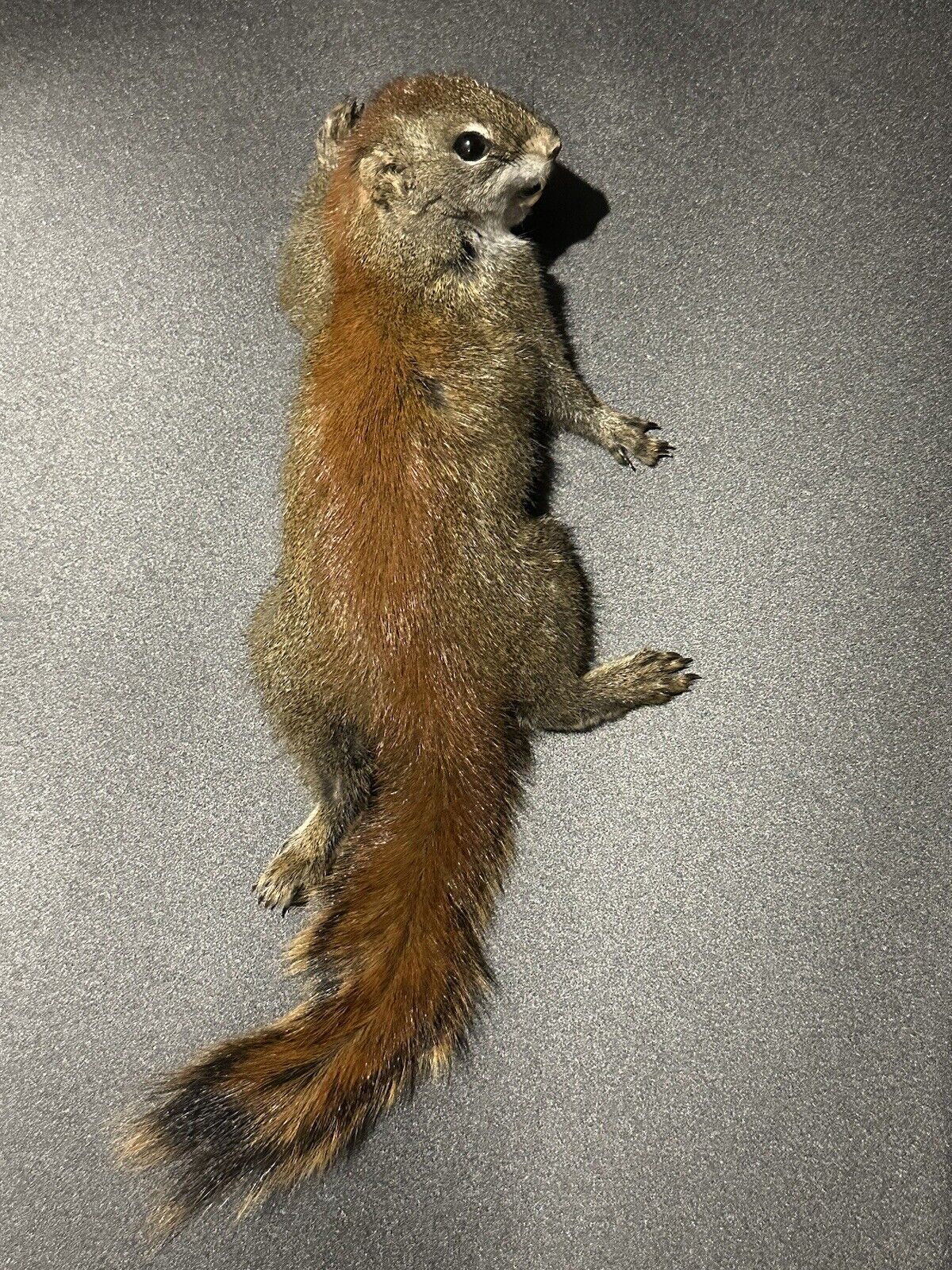 Beautiful Adorable Red Squirrel Small Animal Taxidermy Mount Art Wildlife 29S