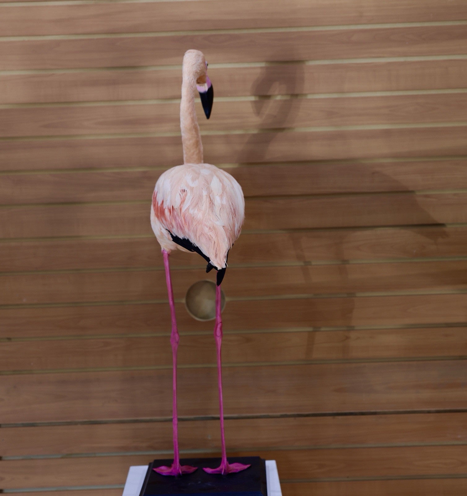 FH111-Flamingo Museum quality Chilean flamingo Taxidermy mount