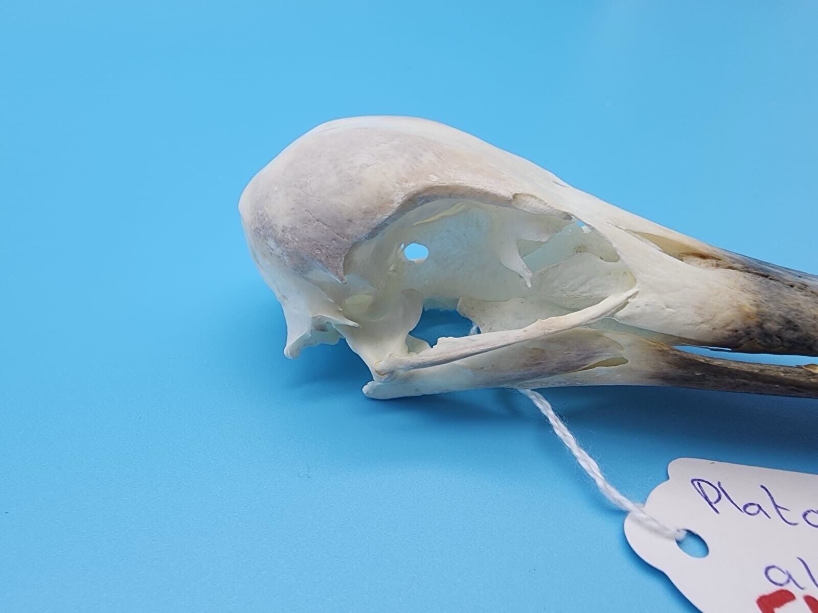Real African spoonbill Bird Skull Taxidermy Sk5